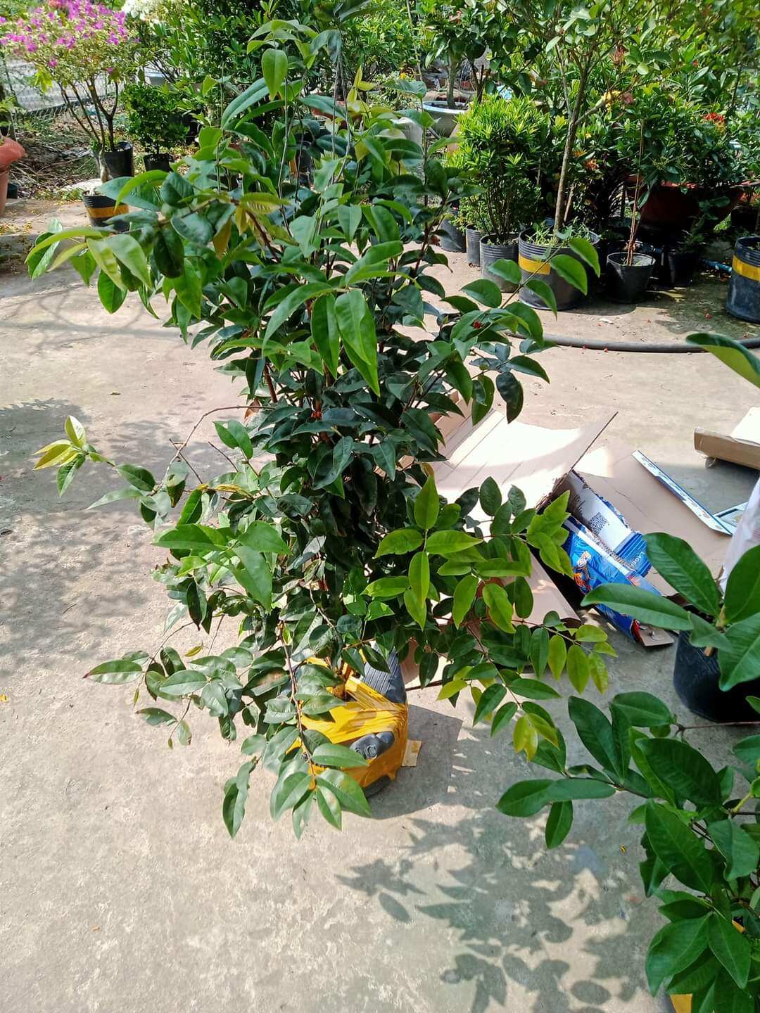 Cây 🌲 Nhỏ Thân Gỗ tứ quý đang trái