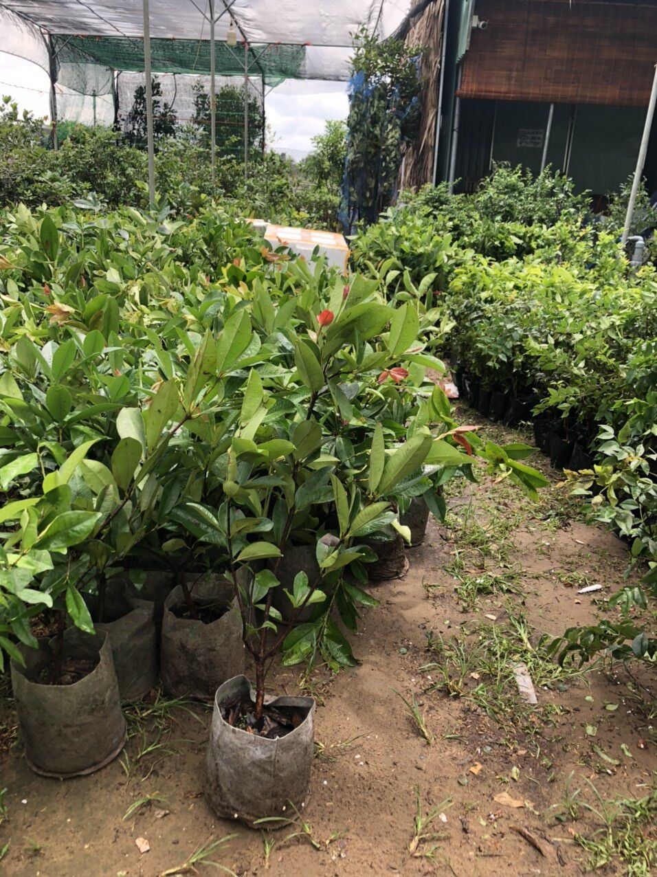 Cây Cherry Brazil siêu trái(70-90cm)