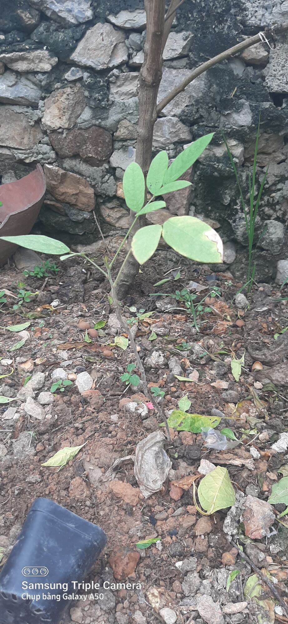 Cây giống cây đuôi chồn( 3 & 5 cây )
