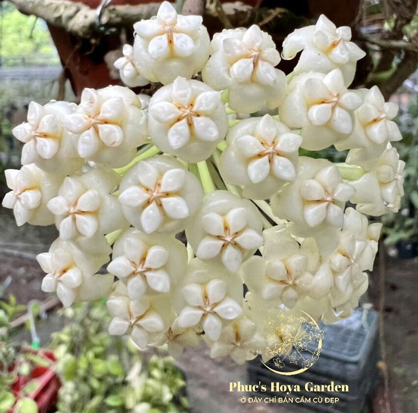 Chậu Cẩm cù Hoya pachyclada white nhiều kích thước