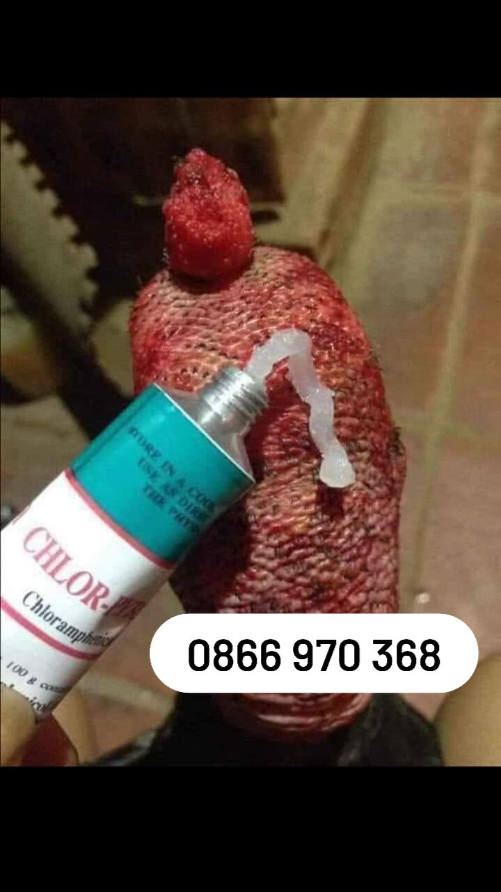 Tan đòn - bôi tan đòn cho gà chọi, gà tre - tan đòn cho gà đá