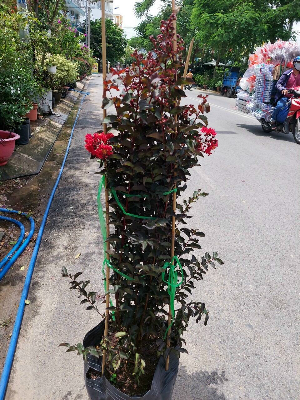 cây hoa tường vy huyết long