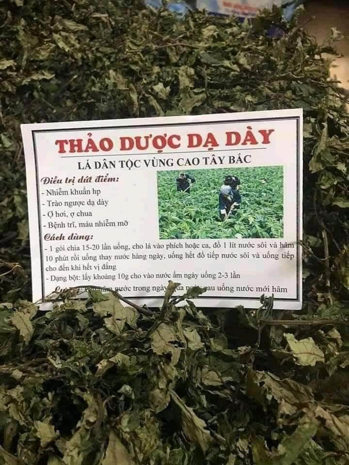 1kg cây cơm kìa  (lá đắng)