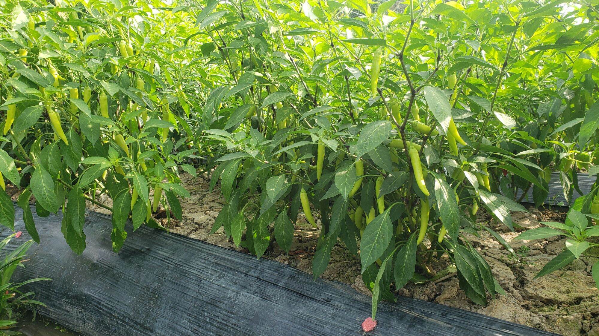 hạt giống sừng vàng  gói  tầm 900 hạt