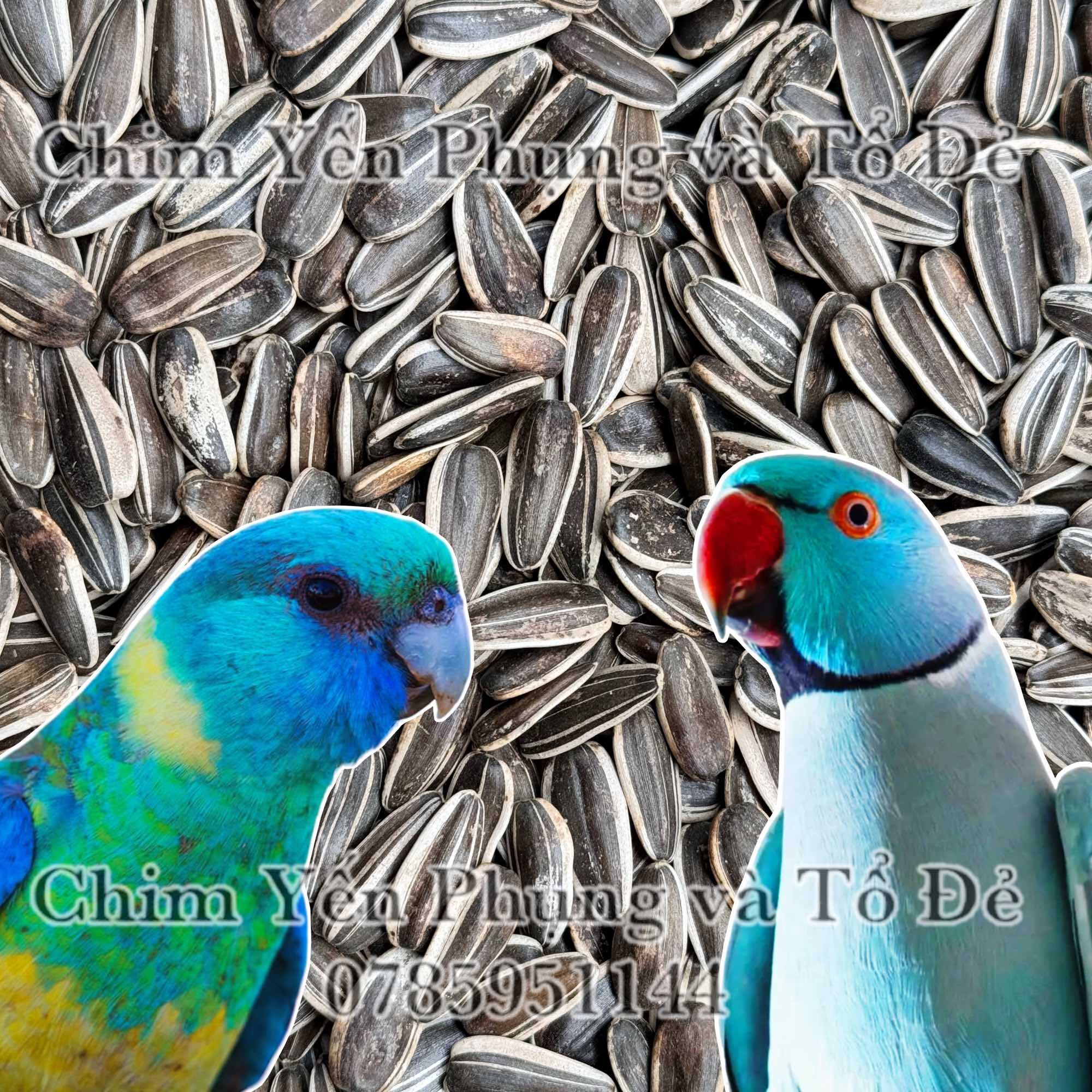 1kg hạt hướng dương lớn tươi - thức ăn: cho Vẹt, sóc, hamster...