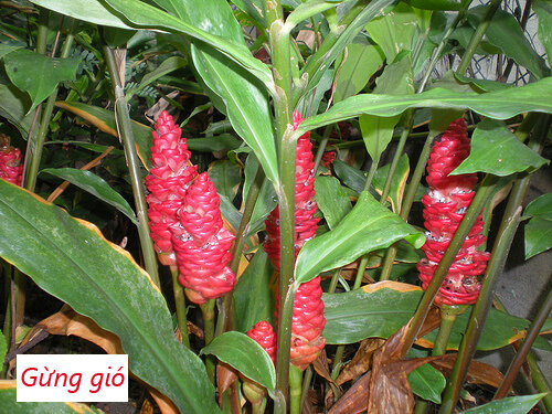 Gừng gió mọc rừng tự nhiên 1kg