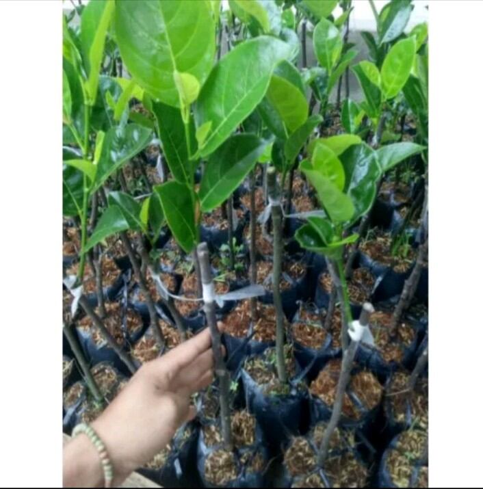 CÂY MÍT NGHỆ MAU TRÁI. CÂY CAO