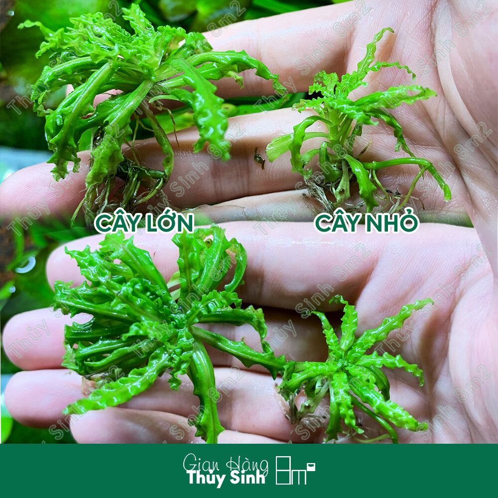 Cây sao nhỏ, cây thủy sinh tiền cảnh, cắt cắm | 8m2