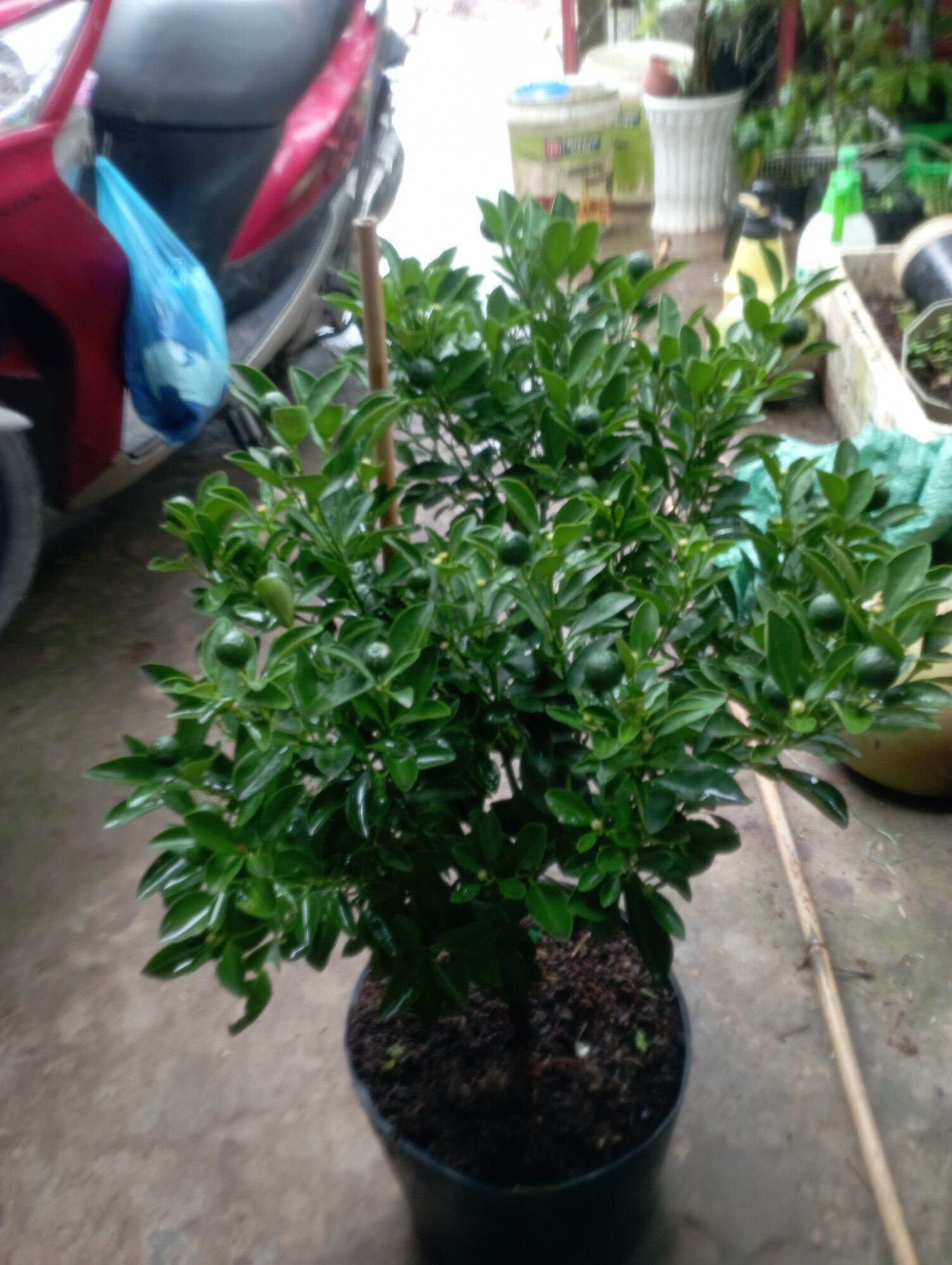 Cây hạnh, quất, tắc chua đang trái như hình
