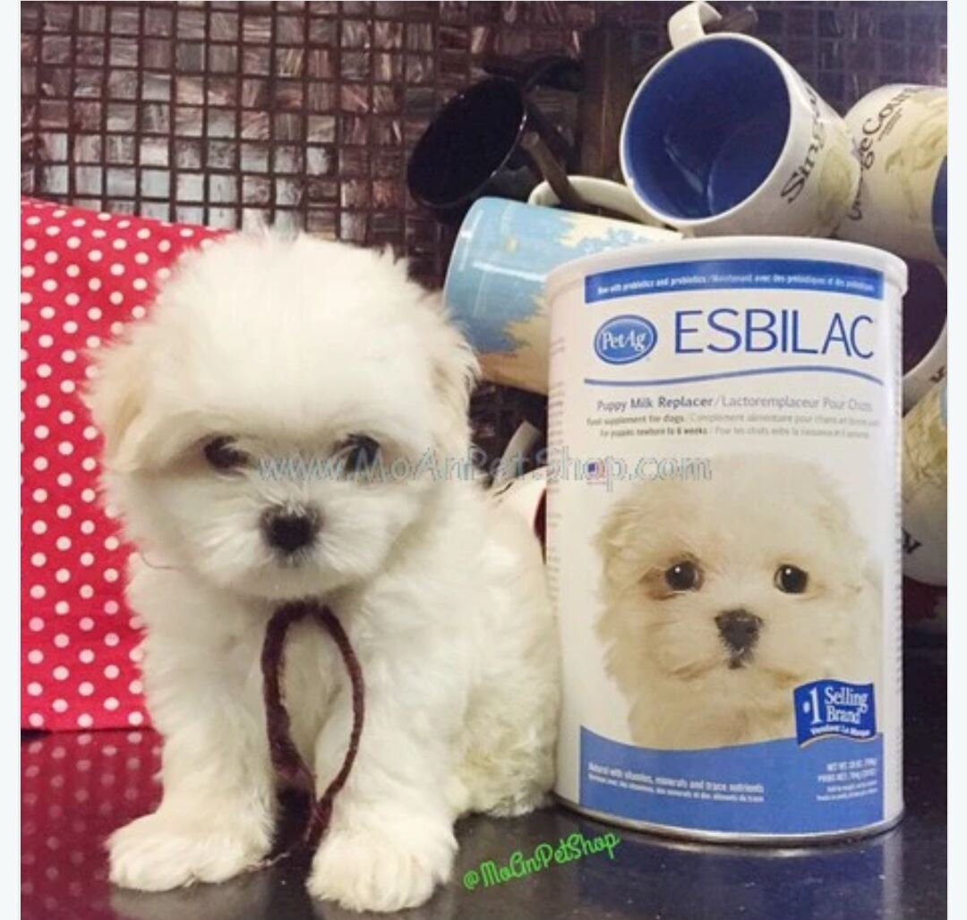Sữa PetAg ESBILAC Mỹ dạng bột 794g cho cún