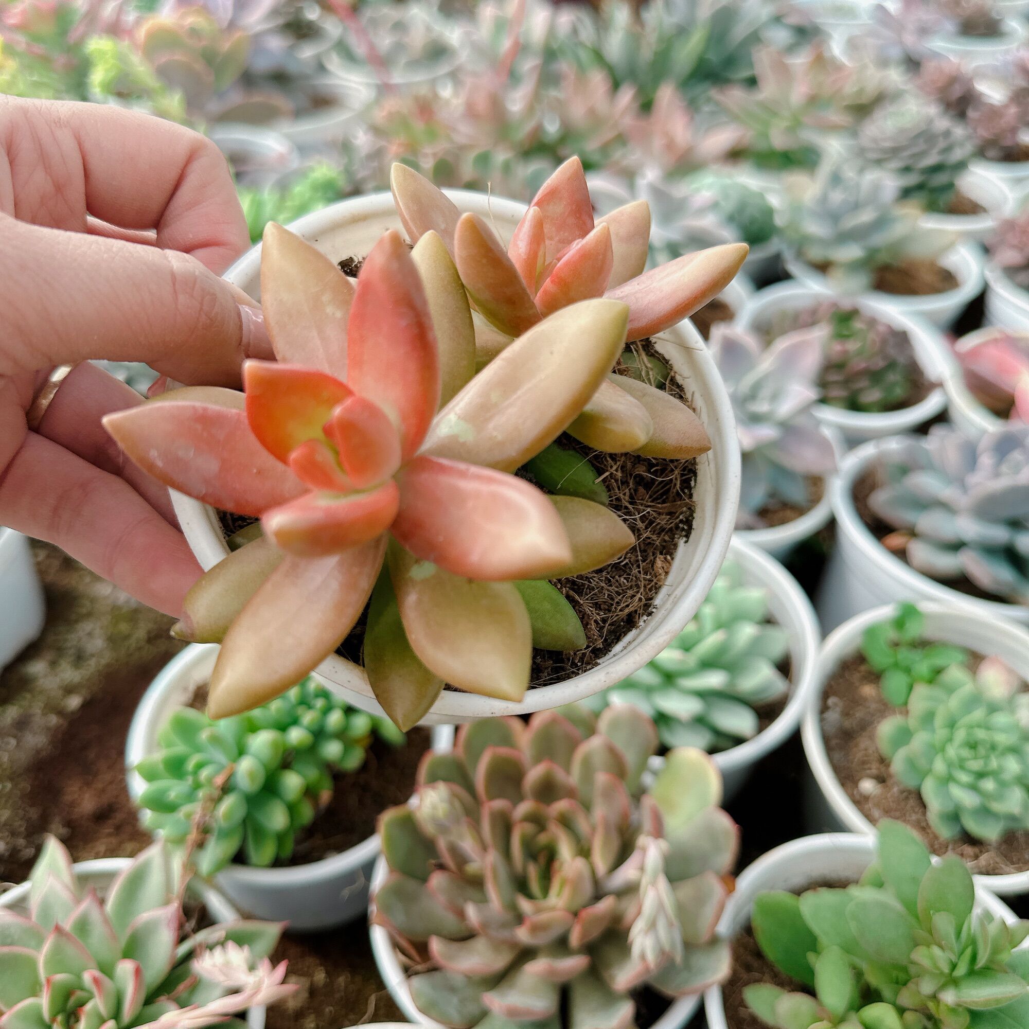 Sen đá đá đỏ size trung 5-7cm xuất vườn đà Lạt