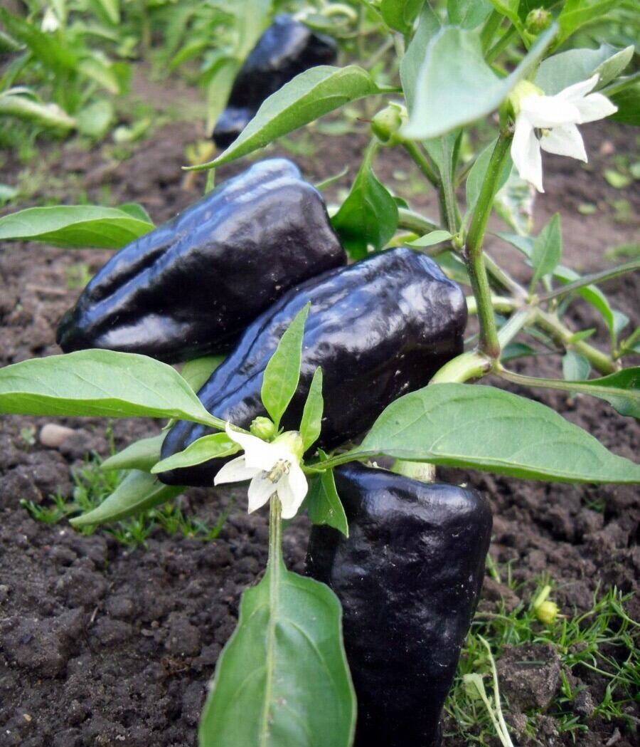 Hạt giống ớt ngọt khổng lồ Keara đen