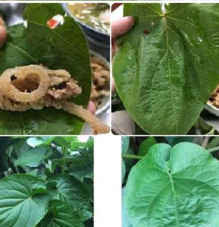 2 cây dổi ăn lá rau gia vị