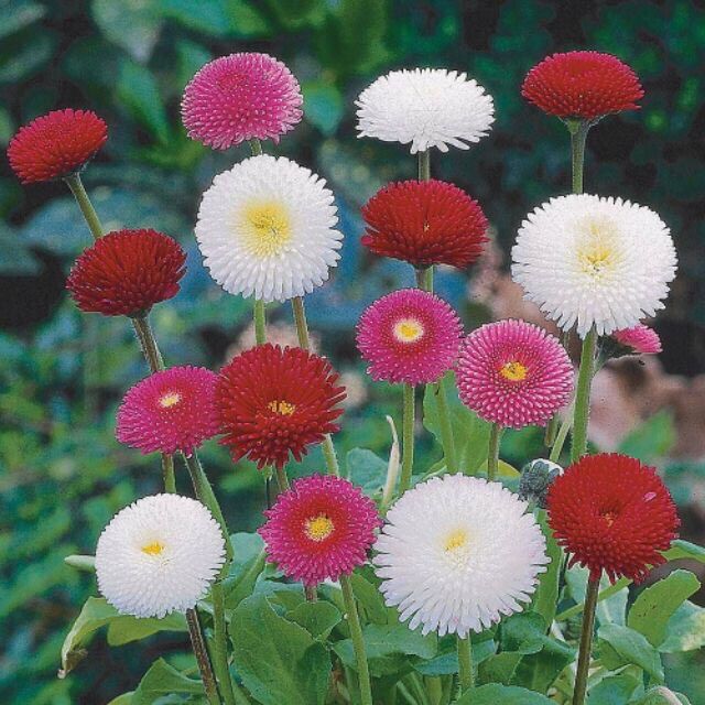 Hạt giống Cúc Daisy sỉ 10k gói 100 hạt
