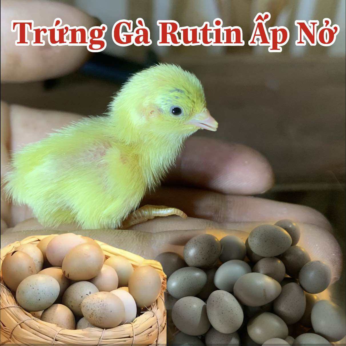 Trứng Gà Rutin combo 10 quả. 