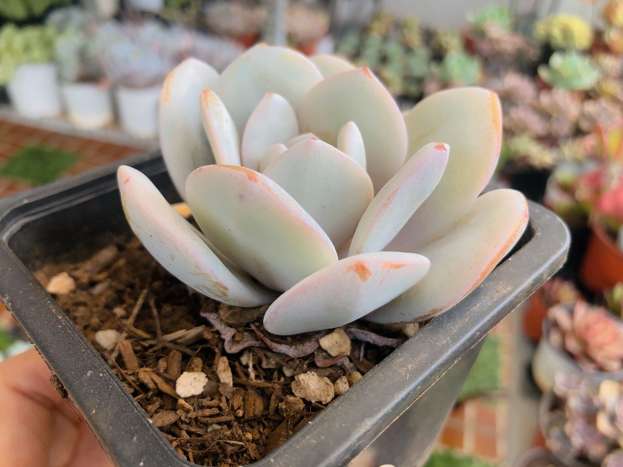 Sen đá laui tuyết size 9-10cm