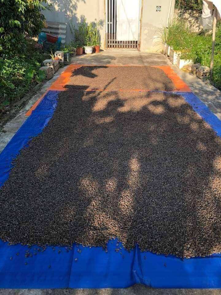 Sim rừng khô vụ mới thơm ngon giá cửa rừng