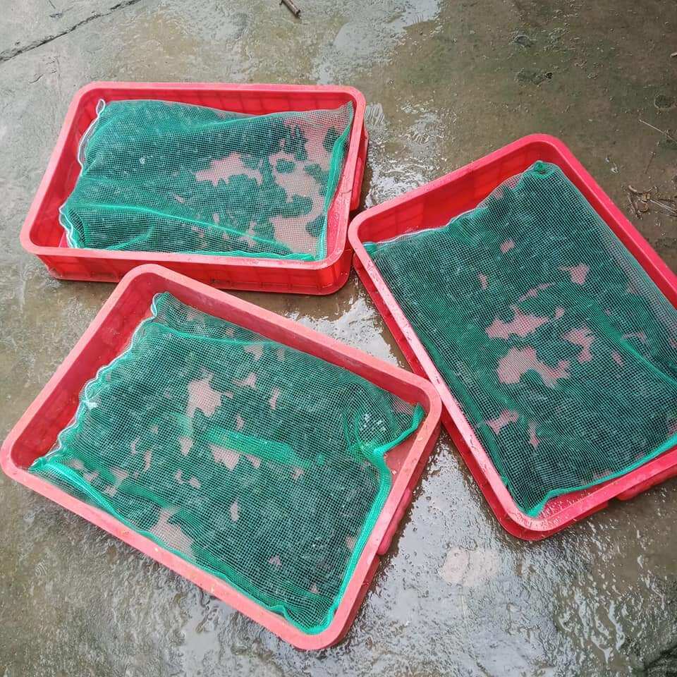 Túi lưới đựng ếch 60x60