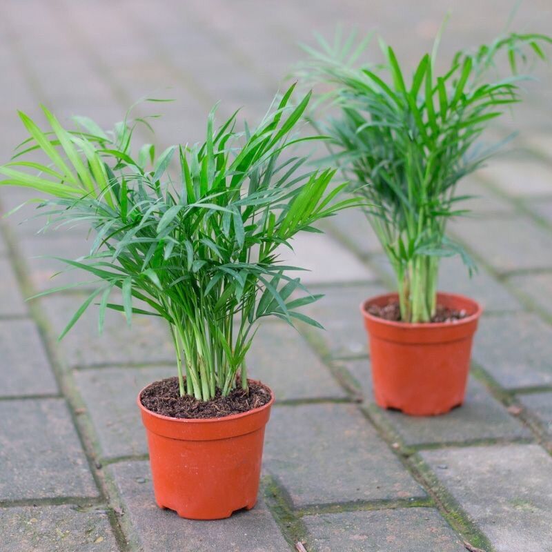 Một cây cau tiểu Trâm