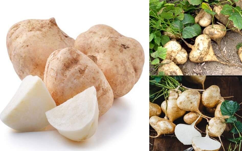 Hạt giống Củ đậu
