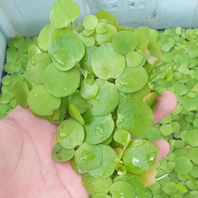 Combo 10 cây bèo nhật thủy sinh để trang trí bể cá cảnh siêu đẹp