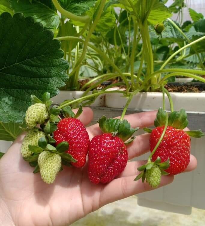 Combo 10 cây mô vỉ - 06 cây mô ly giống nhật sky berry