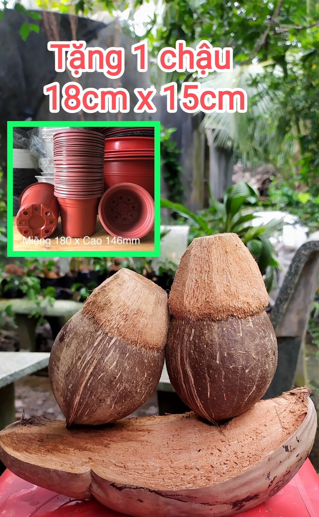 Free 1 chậu + Phôi Dừa Xiêm Lùn Mini đã đánh bóng Thân To