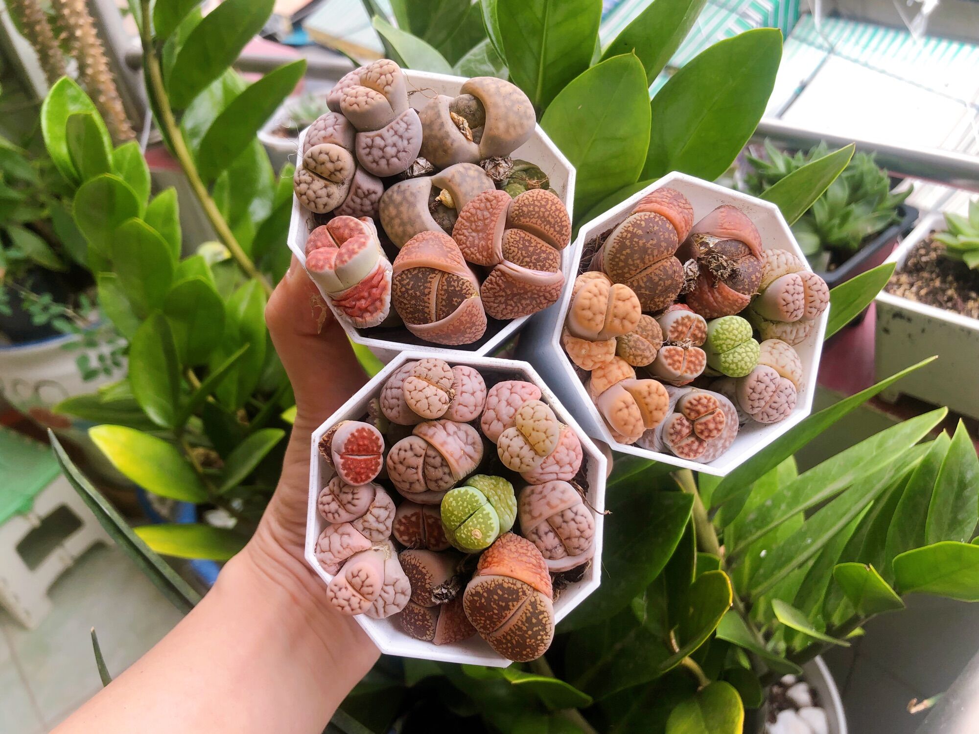 Sen đá mong lithops mix