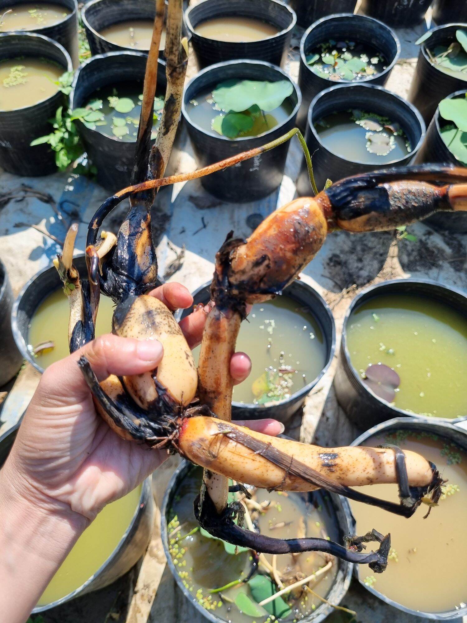 củ sen kim cương hồng