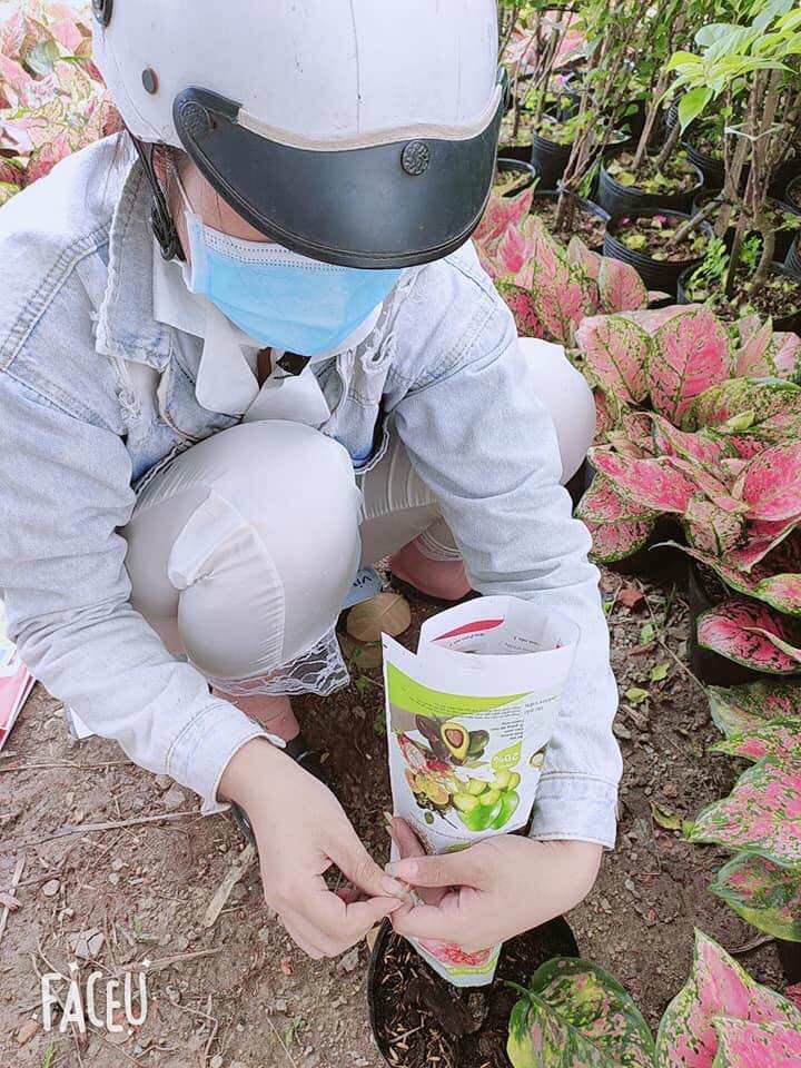 Cây vạn lộc ( cây thiên phú)
