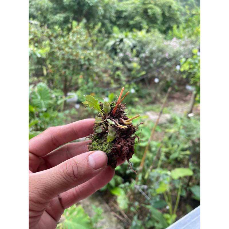 Dương xỉ tóc sẻ quạt (củ giống)