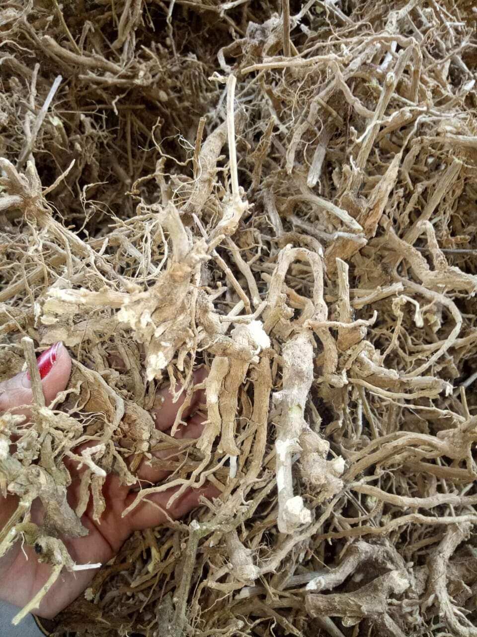 100g Rễ Cà Gai Leo Hòa Bình,  hỗ trợ men gan, xơ gan mỡ gan, gan B