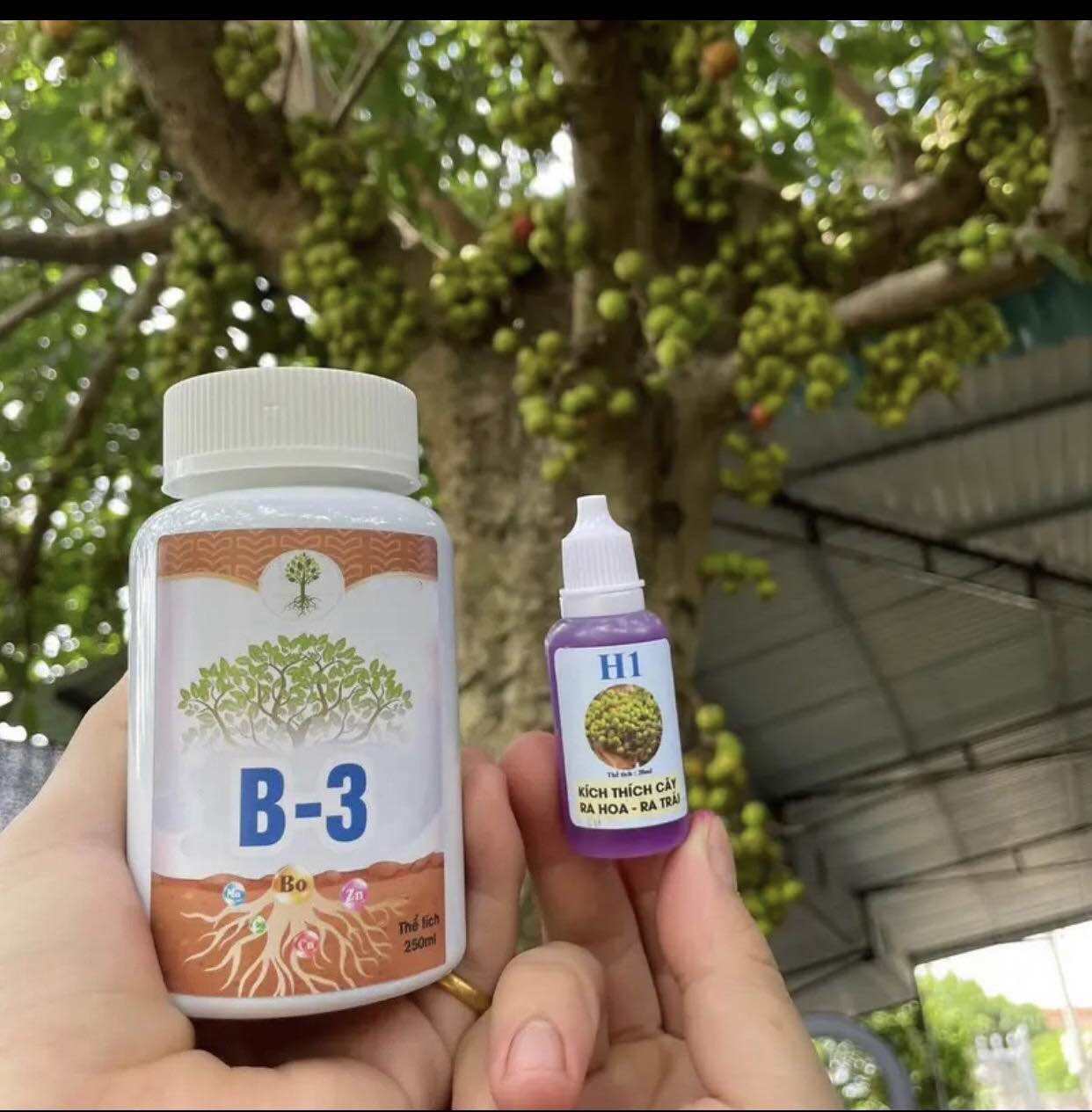 H1+B3 combo kích sung ra hoa và kích quả