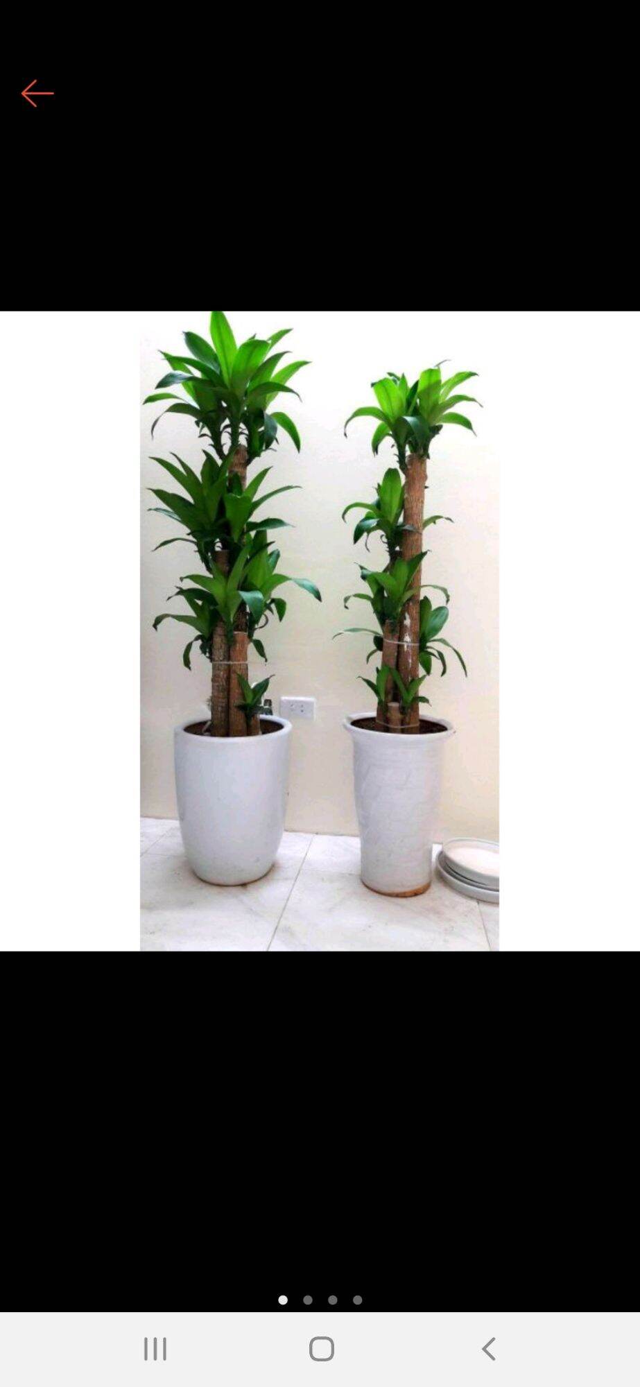 cây thiết mộc lan lá xanh,1 khúc giống