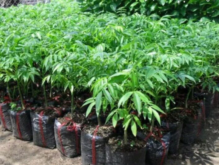 cây giống cóc ngọt