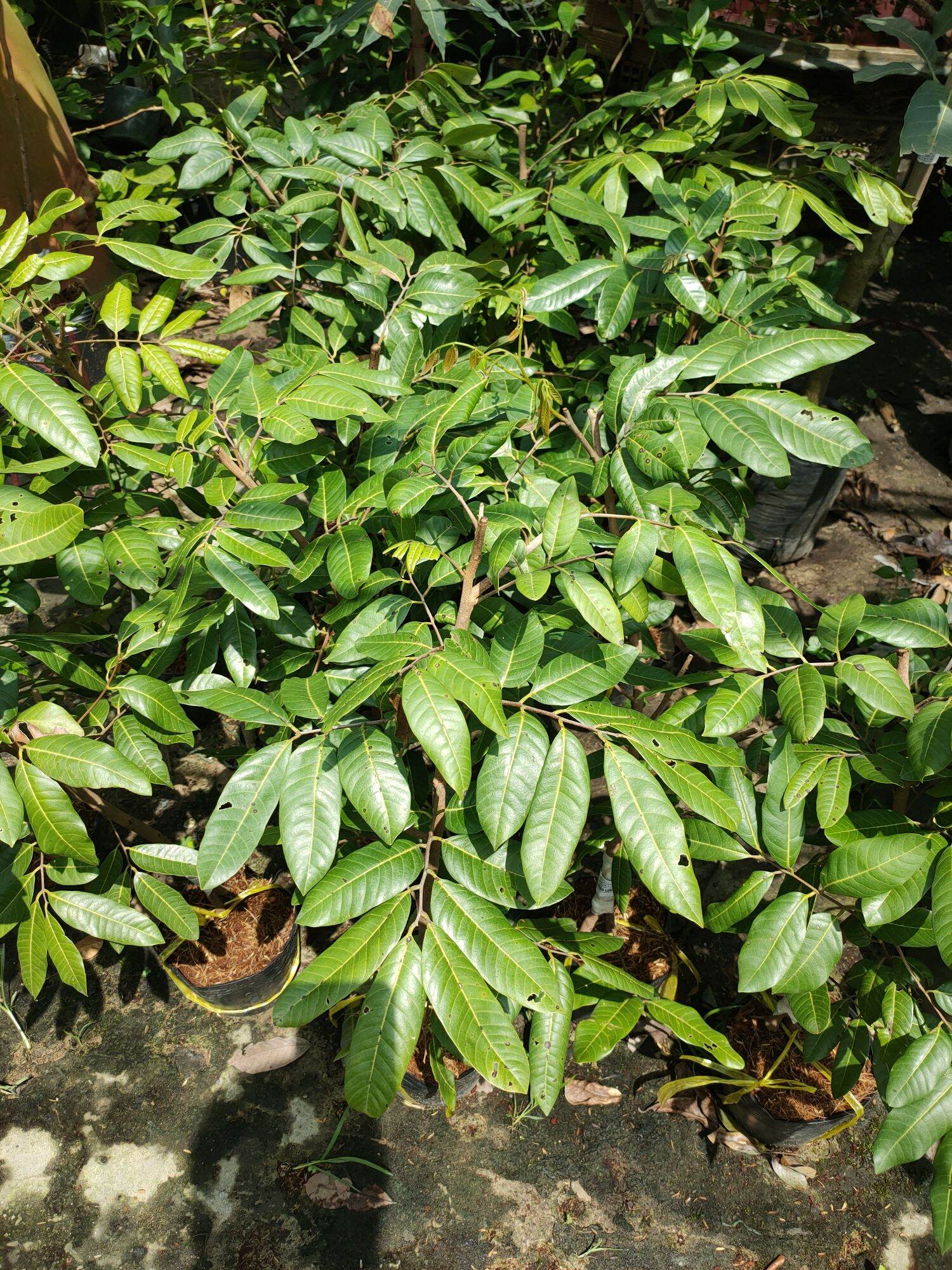 Cây giống Nhãn Long Phụng Châu size nhỏ