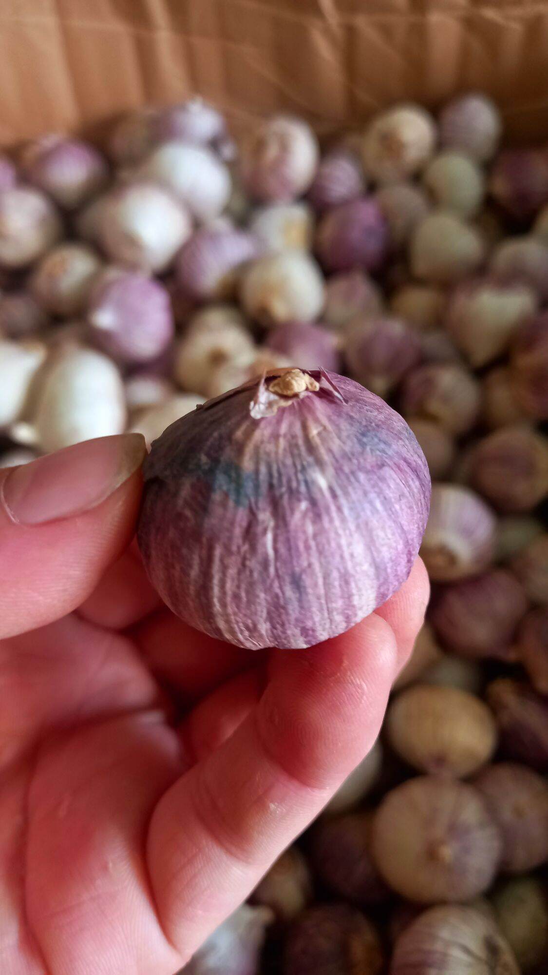 Tỏi cô đơn (500 gr) củ nhỏ