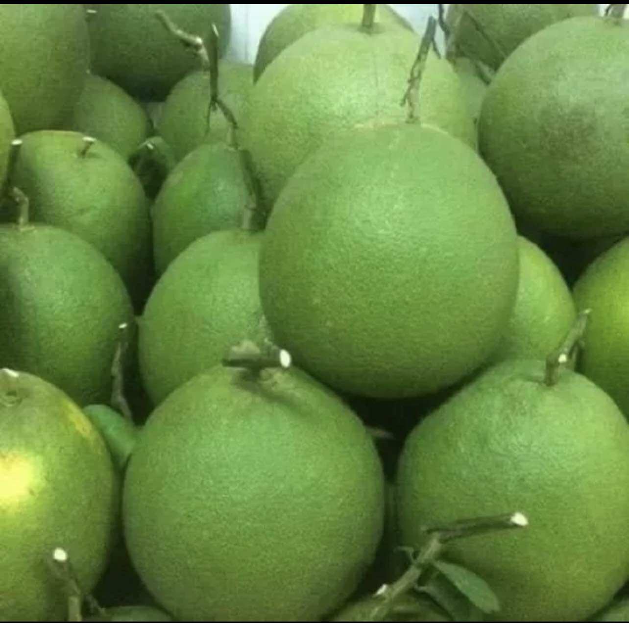 Cây bưởi da xanh (1bầu cây cao 35cm)