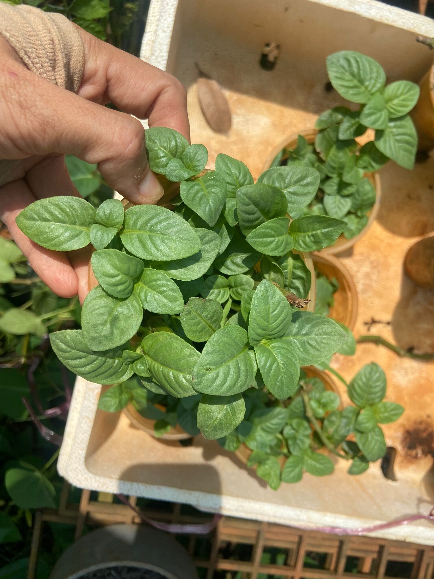 Cây giống rau xá xị (rau quế vị)
