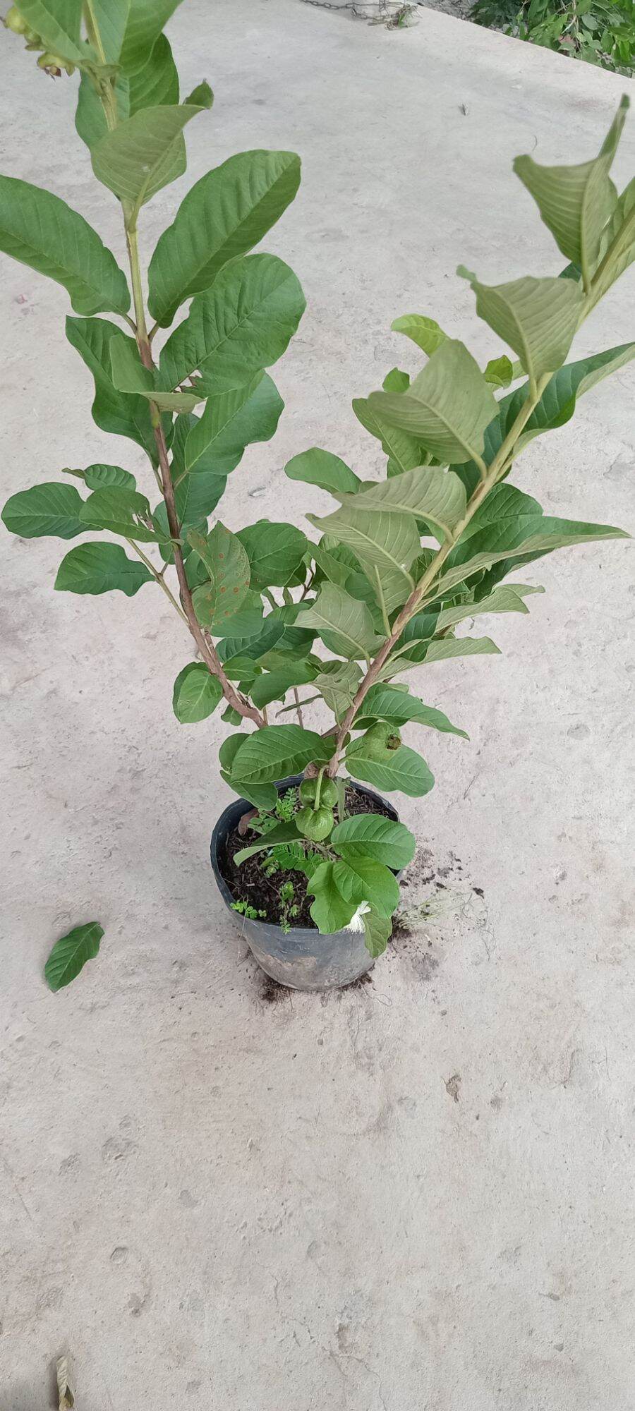 Cây ổi nữ hoàng cây cao to 80cm