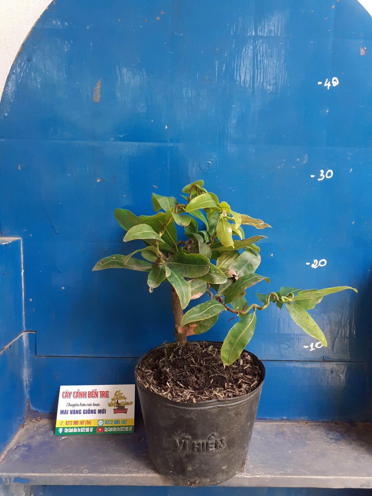 2 Cây Mai Quắn
