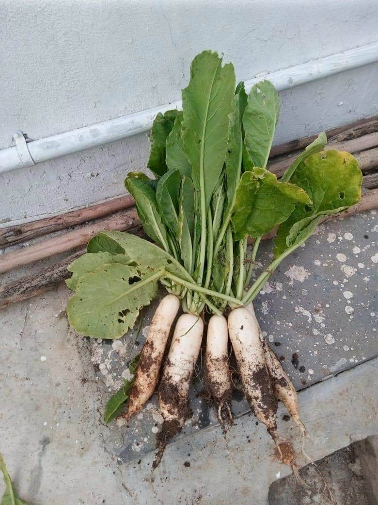 [HCM]Hạt gióng củ cải trắng