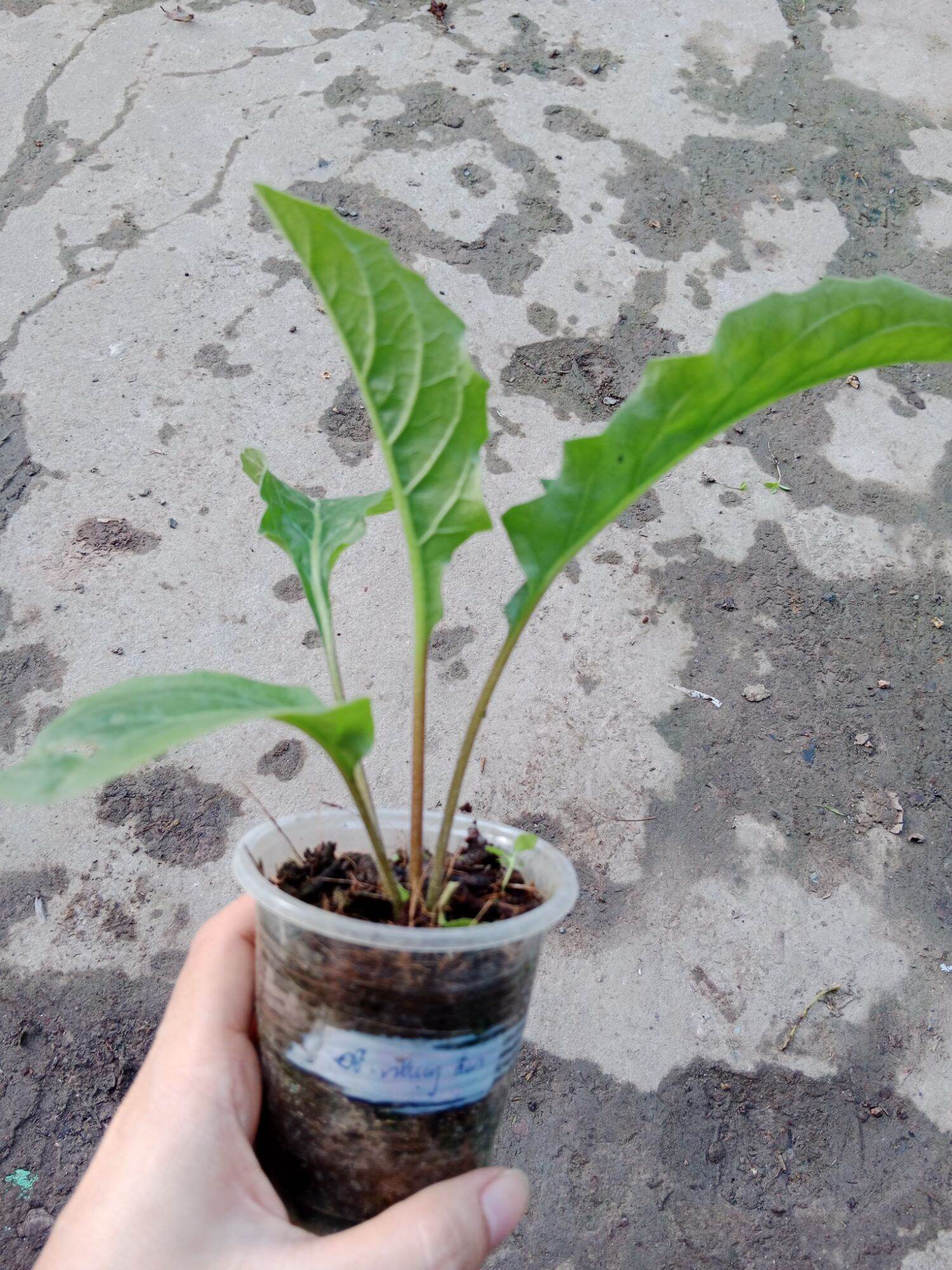 (Cây bé) CÚC ĐỒNG TIỀN ĐỎ NHỤY ĐEN (mua 10 tặng 1 mini)