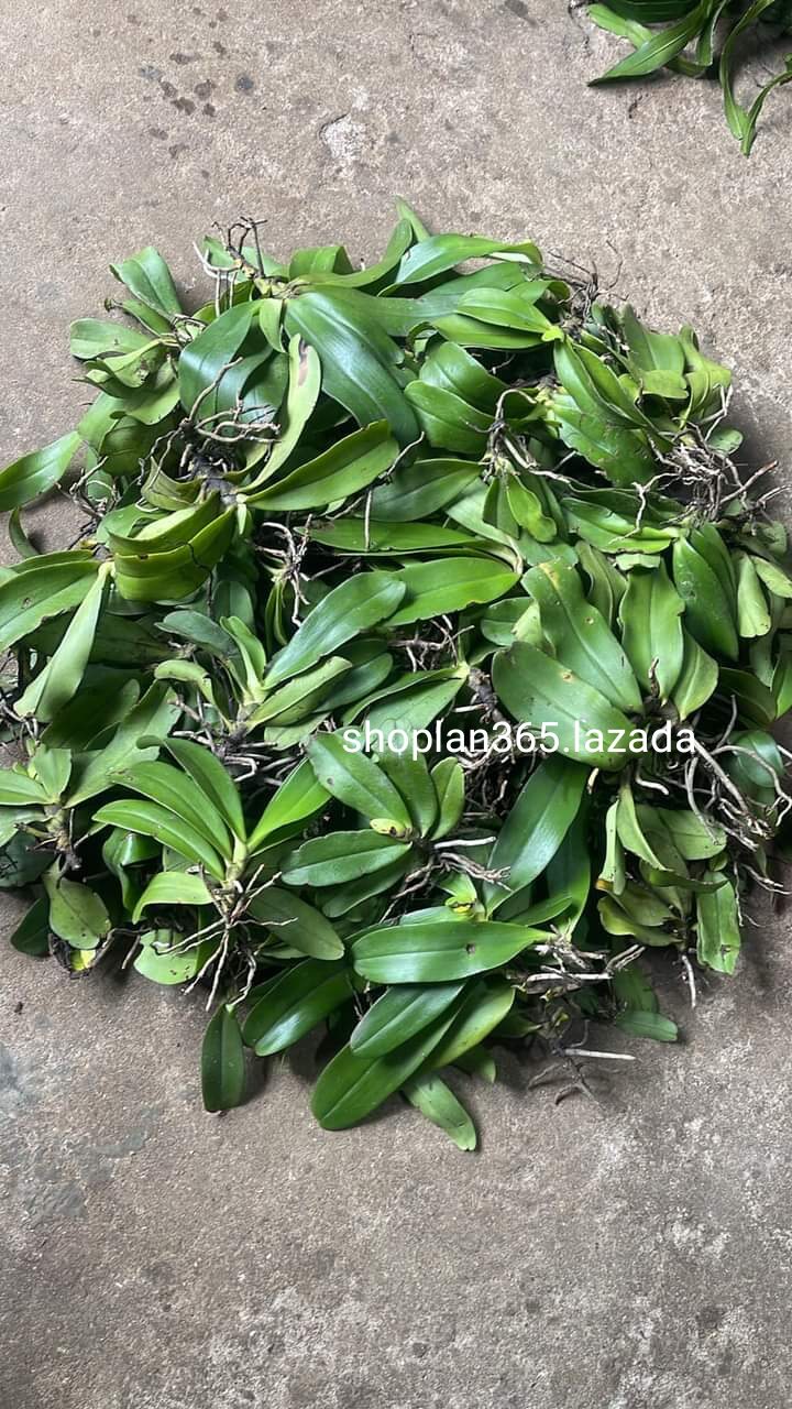 Lan cẩm báo