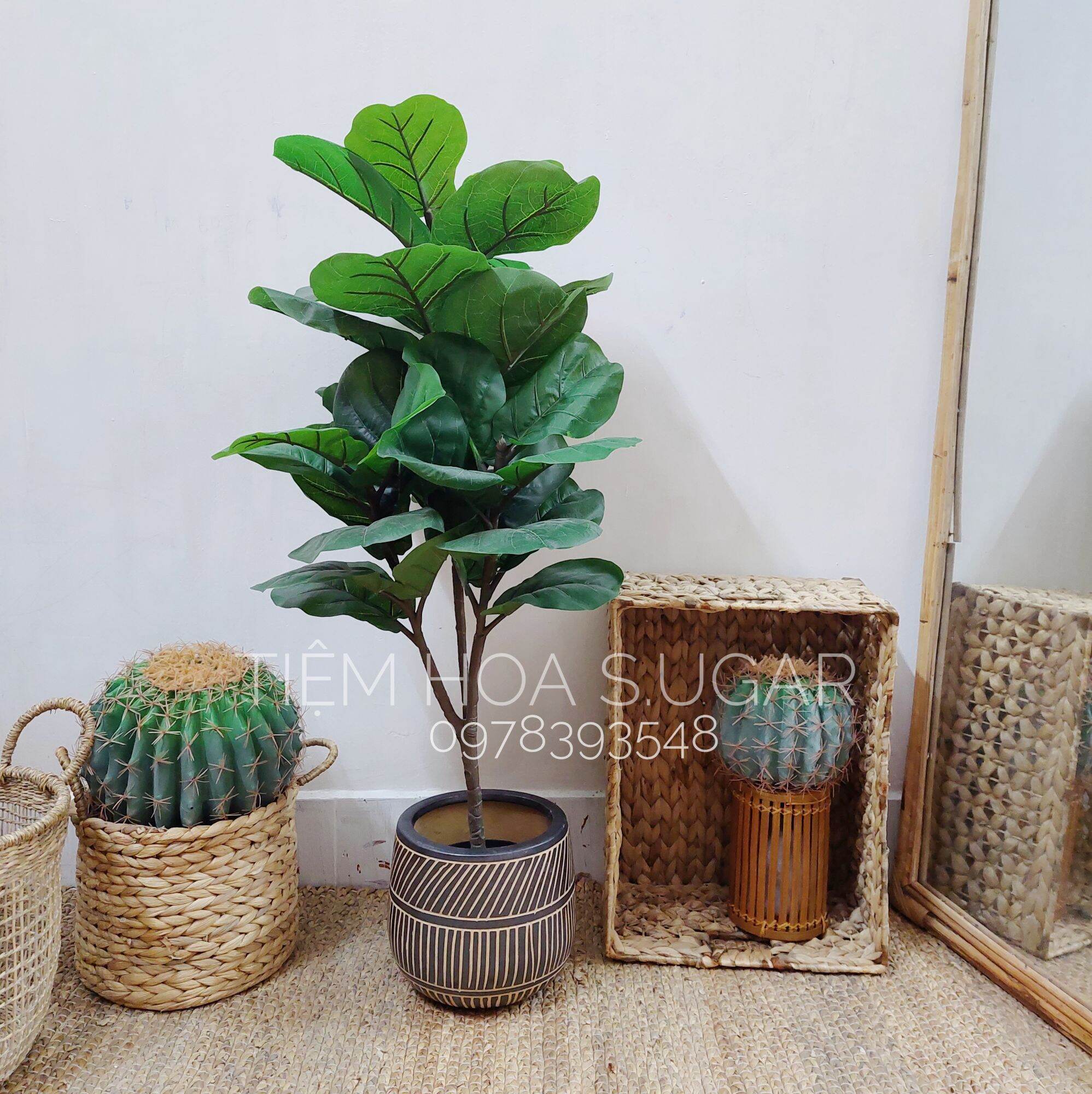 Cây bàng cao 1m cao cấp 3 nhánh to trang trí nhà cửa
