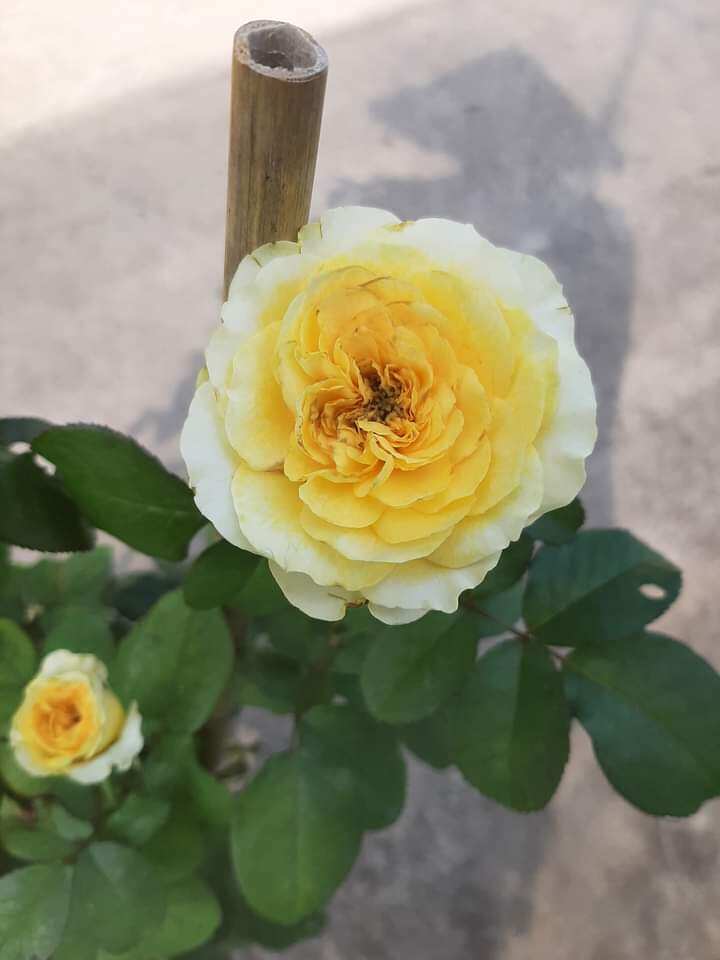 Hồng vàng  trứng