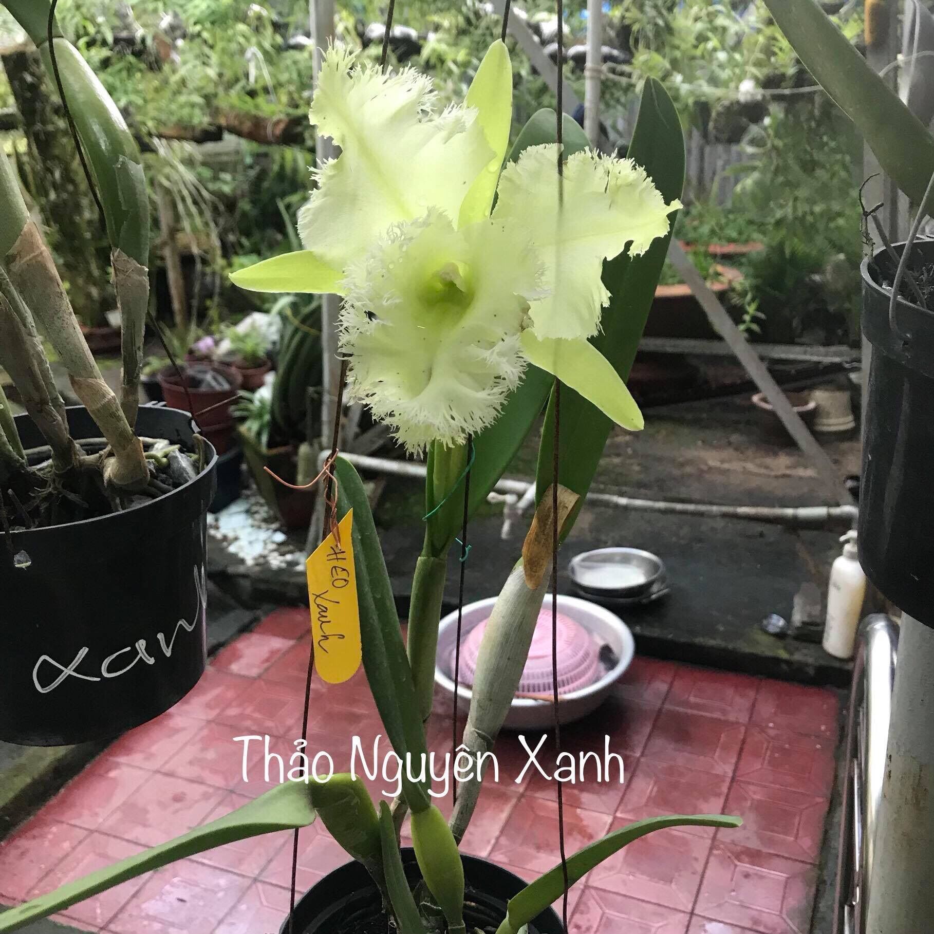 [HCM]Lan Cattleya Long Heo Xanh - cây con