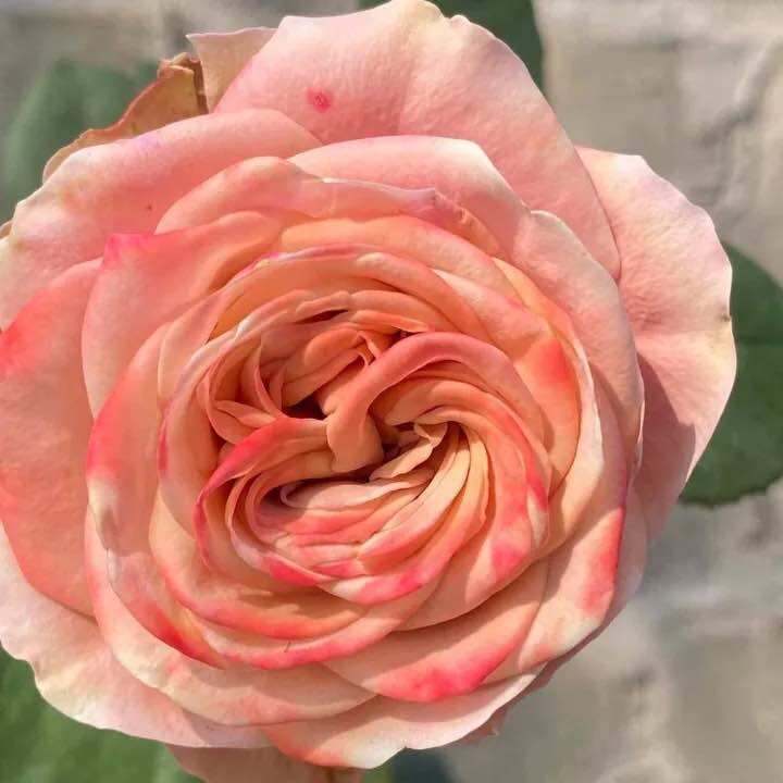 Hoa hồng Capuchino Rose - hồng bụi, hoa thơm