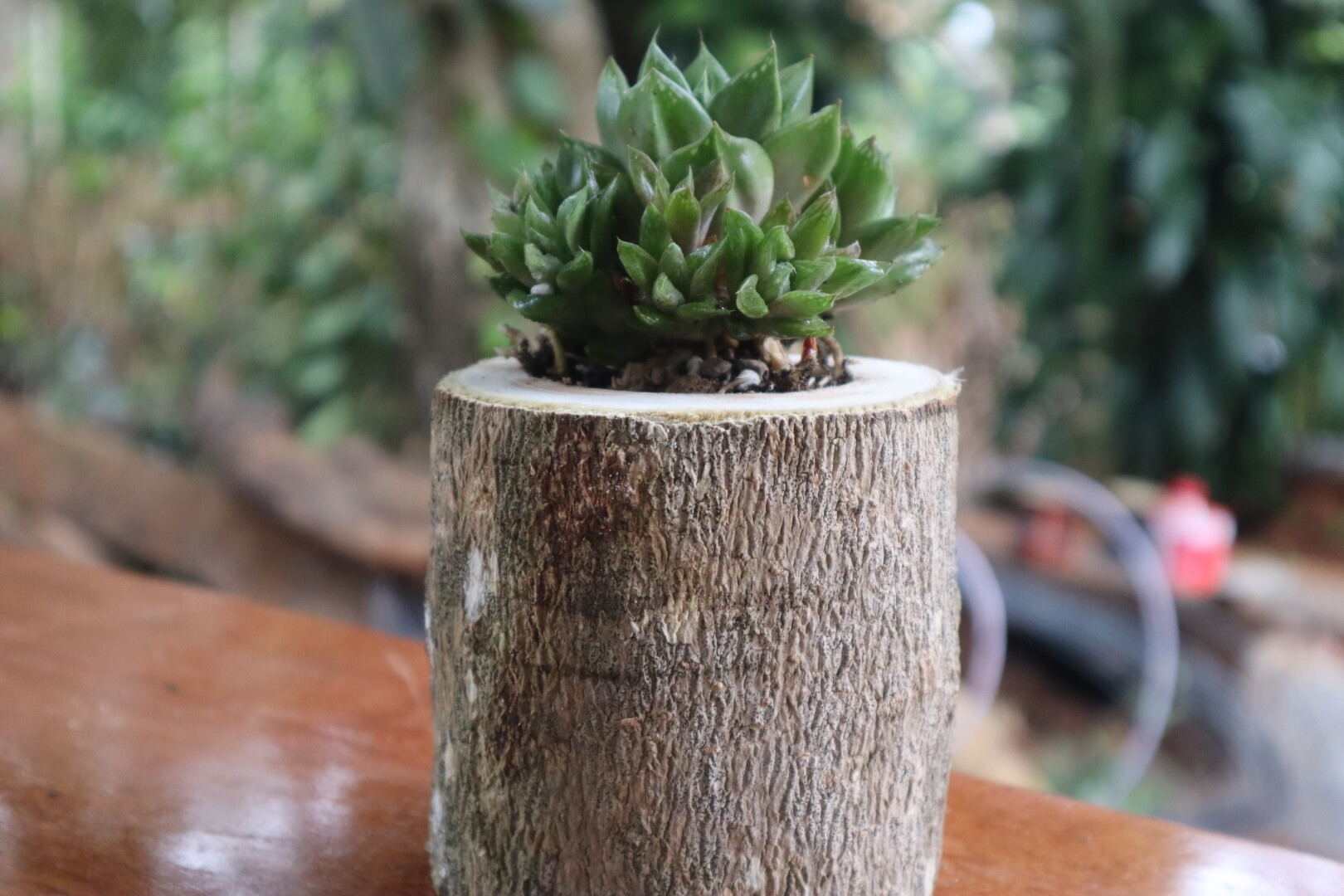 Chậu gỗ trồng sen đá mộc mạc