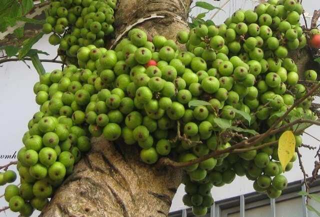 Trái sung chín hoặc xanh theo yêu cầu  (1kg)